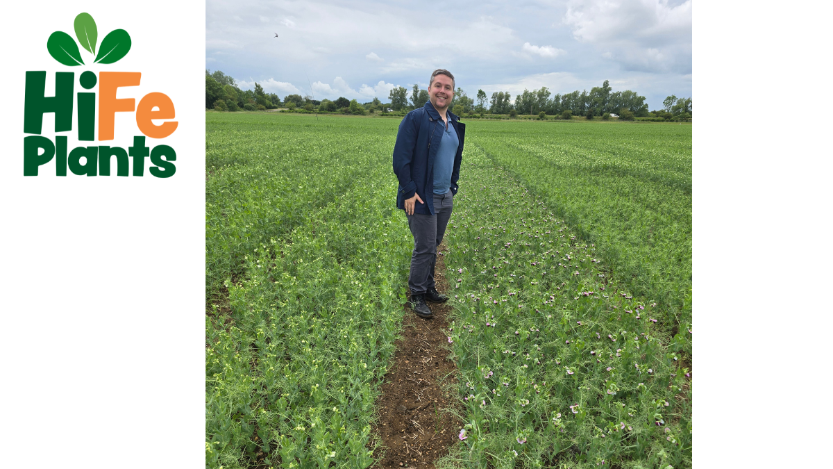 HiFe Plants: Developing High-Iron Crops for the Future